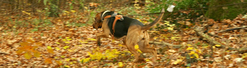 Hund trailt