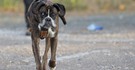 Boxer on trail